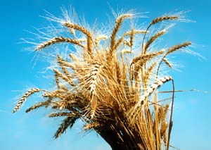 Яровая аллоцитоплазматическая пшеница (АЦПГ)