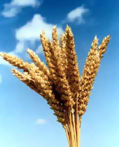 Озимая аллоцитоплазматическая пшеница (АЦПГ)