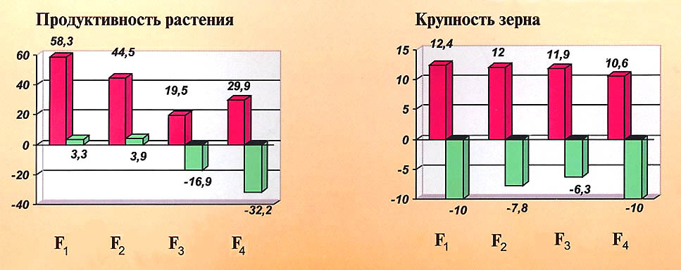 Продуктивность и крупность зерна яровой аллоцитоплазматической пшеница (АЦПГ)