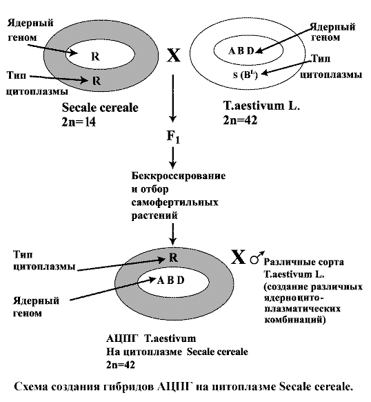 Схема создания гибридов аллоцитоплазматической пшеницы на цитоплазме Secale cereale